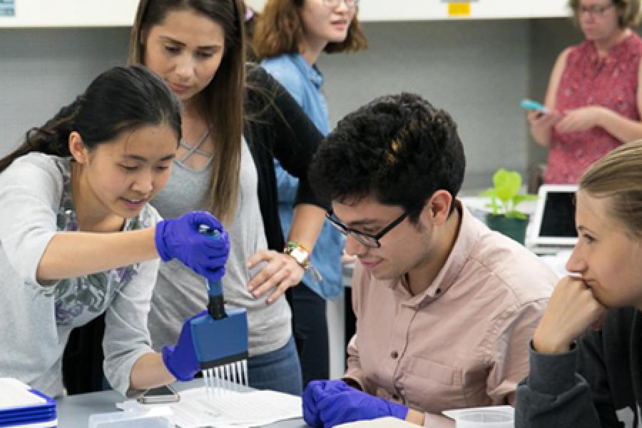 Cornell undergraduate students diagnosing wine grape diseases in a plant pathology laboratory in Chile.